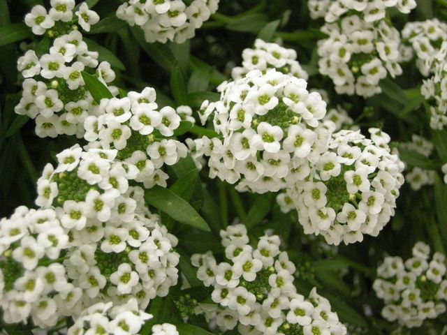 Lobularia Snow Princess