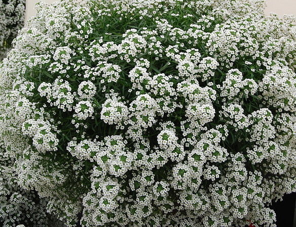 Lobularia Snow Princess