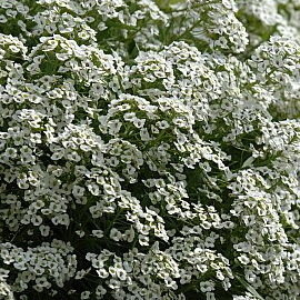 Lobularia Snow Princess