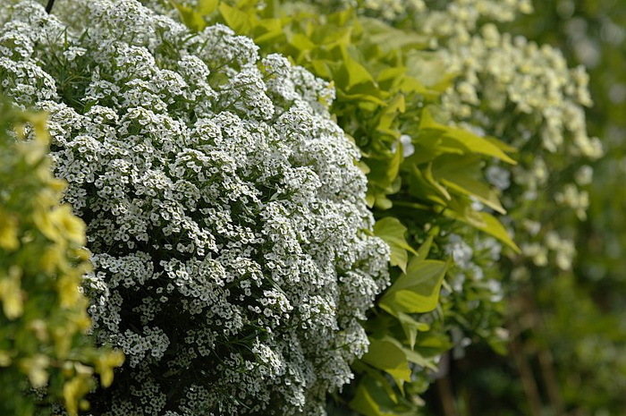 Lobularia Snow Princess