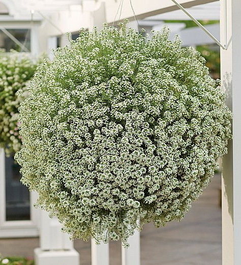 Lobularia Snow Princess