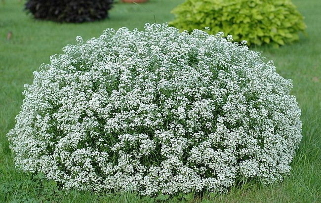 Lobularia Snow Princess