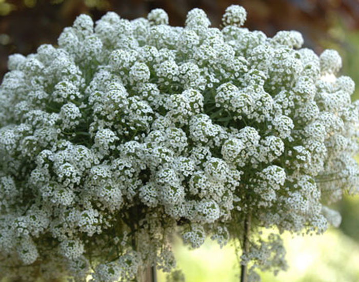 Lobularia Snow Princess