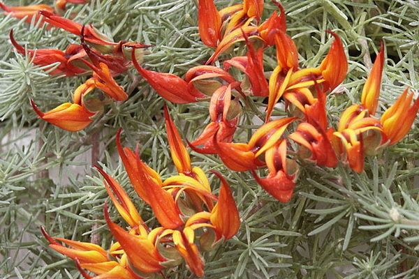 Lotus Orange