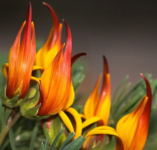 Lotus Orange