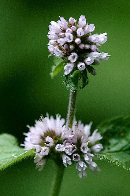 mentha