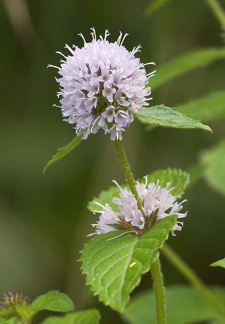mentha