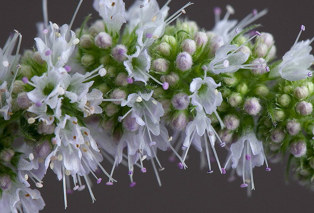 mentha