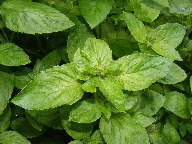 mentha