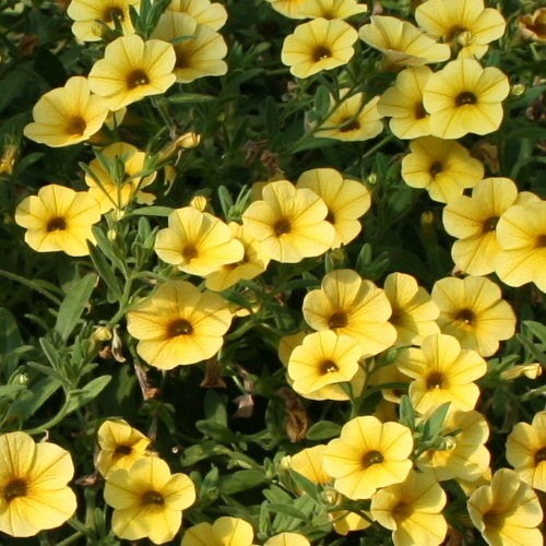 Million Bells Lemon