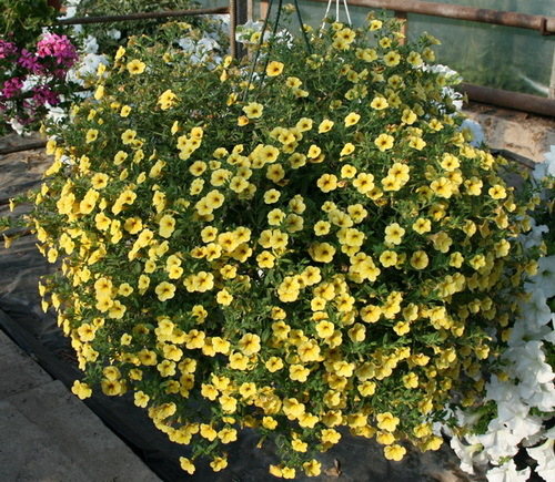 Million Bells Lemon