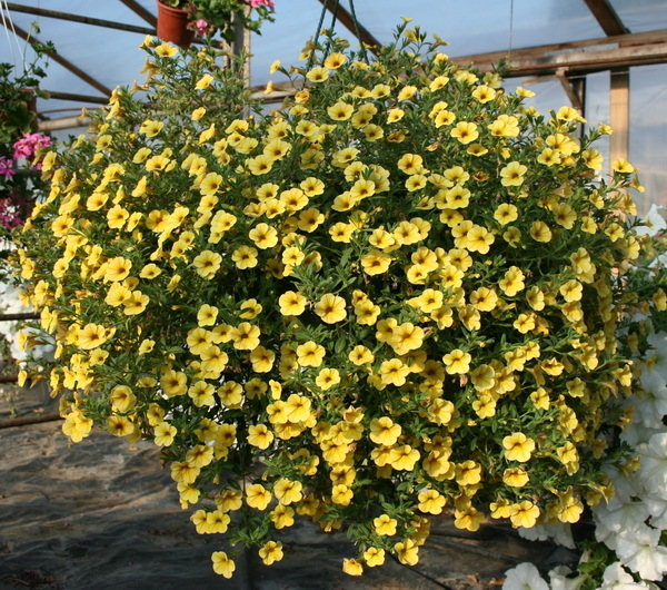 Million Bells Lemon