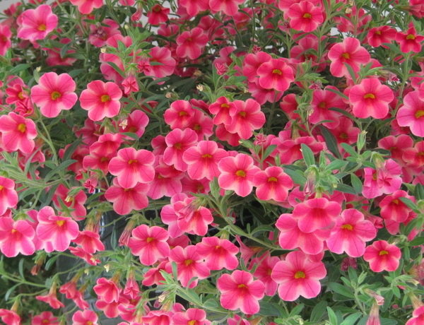Million Bells