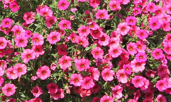 Million Bells