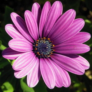 Osteospermum Ecklonis Light Purple