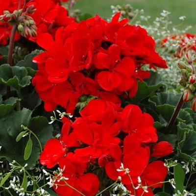Pelargonium