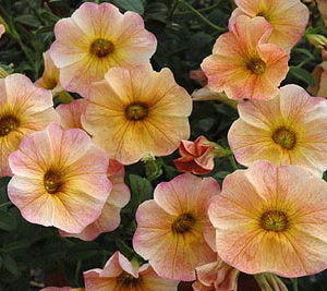 Petu-brachoa