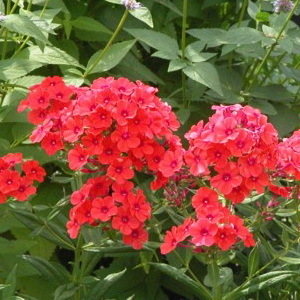 Phlox Red