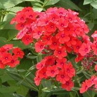 Phlox Red