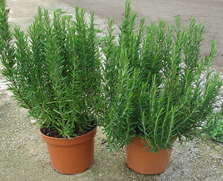 Rosmarinus