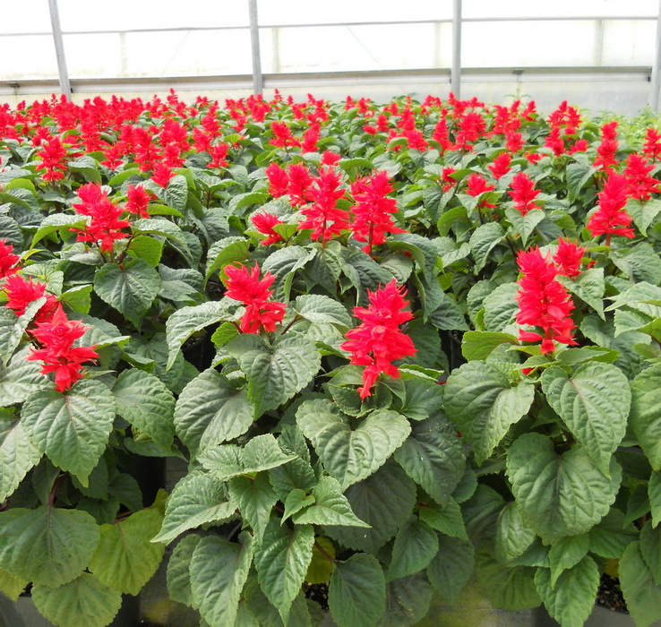 Salvia