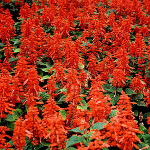 Unica Red