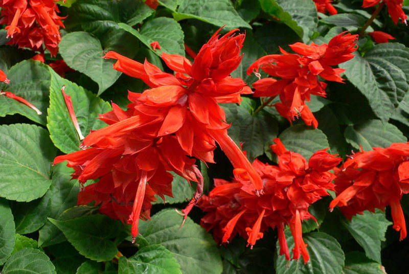 Unica Red