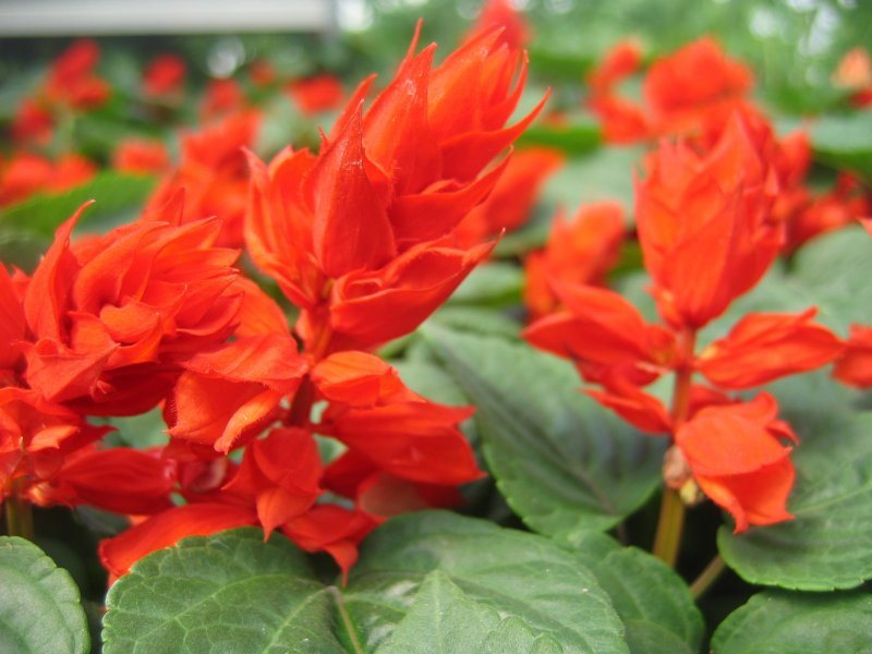Unica Red