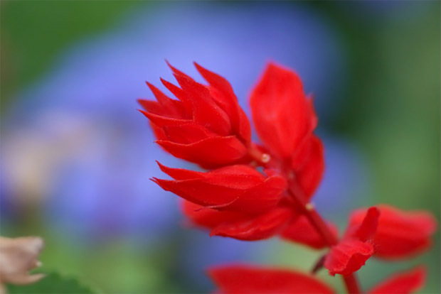 Unica Red