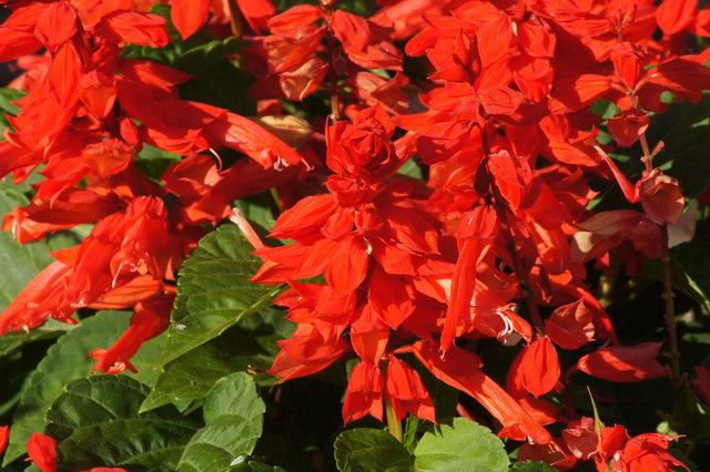 Unica Red