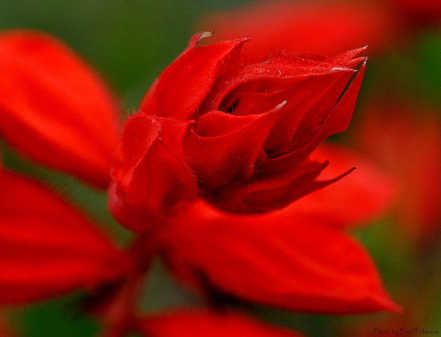 Unica Red