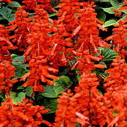 Unica Red