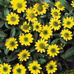 Sanvitalia Superbini