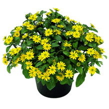 Sanvitalia Superbini