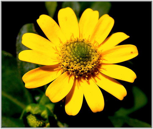 Sanvitalia Superbini