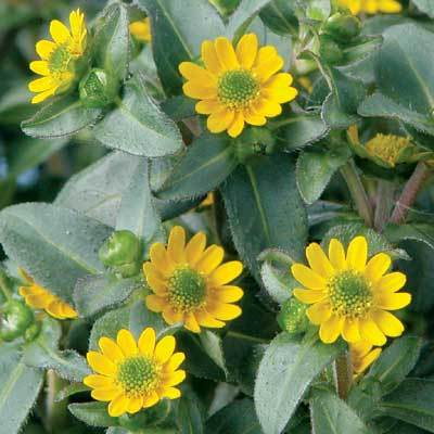 Sanvitalia Superbini