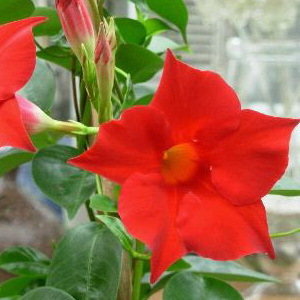 Sundaville Red