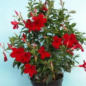 Sundaville Red