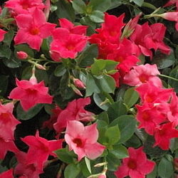 Sundaville Red