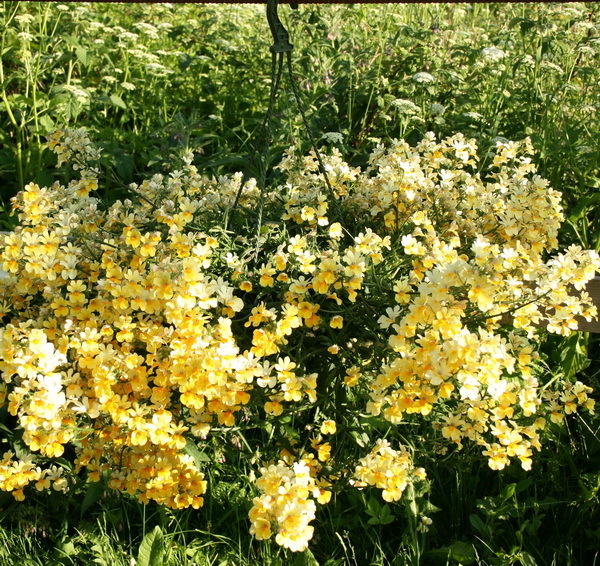 Sunsatia