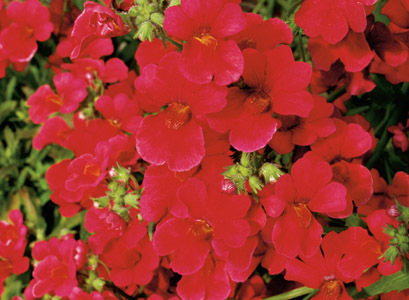 Sunsatia Cranberry