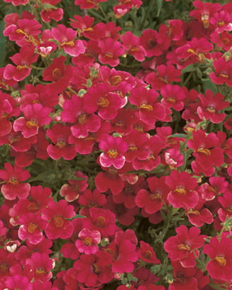 Sunsatia Cranberry