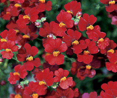 Sunsatia Cranberry