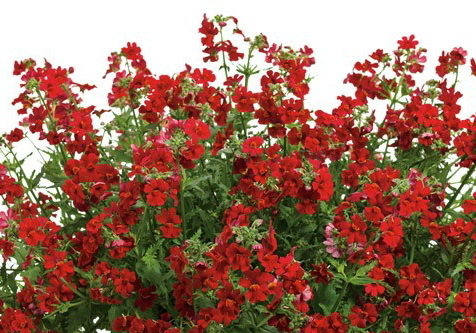 Sunsatia Cranberry