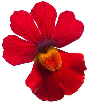 Sunsatia Cranberry