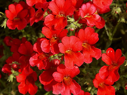Sunsatia Cranberry