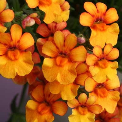 Sunsatia Kumquat