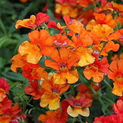 Sunsatia Kumquat
