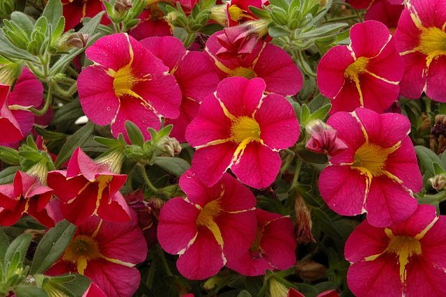 Cherry Star