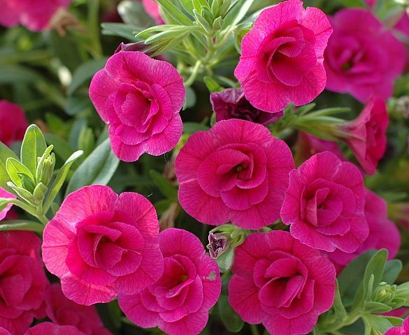 Double Rose